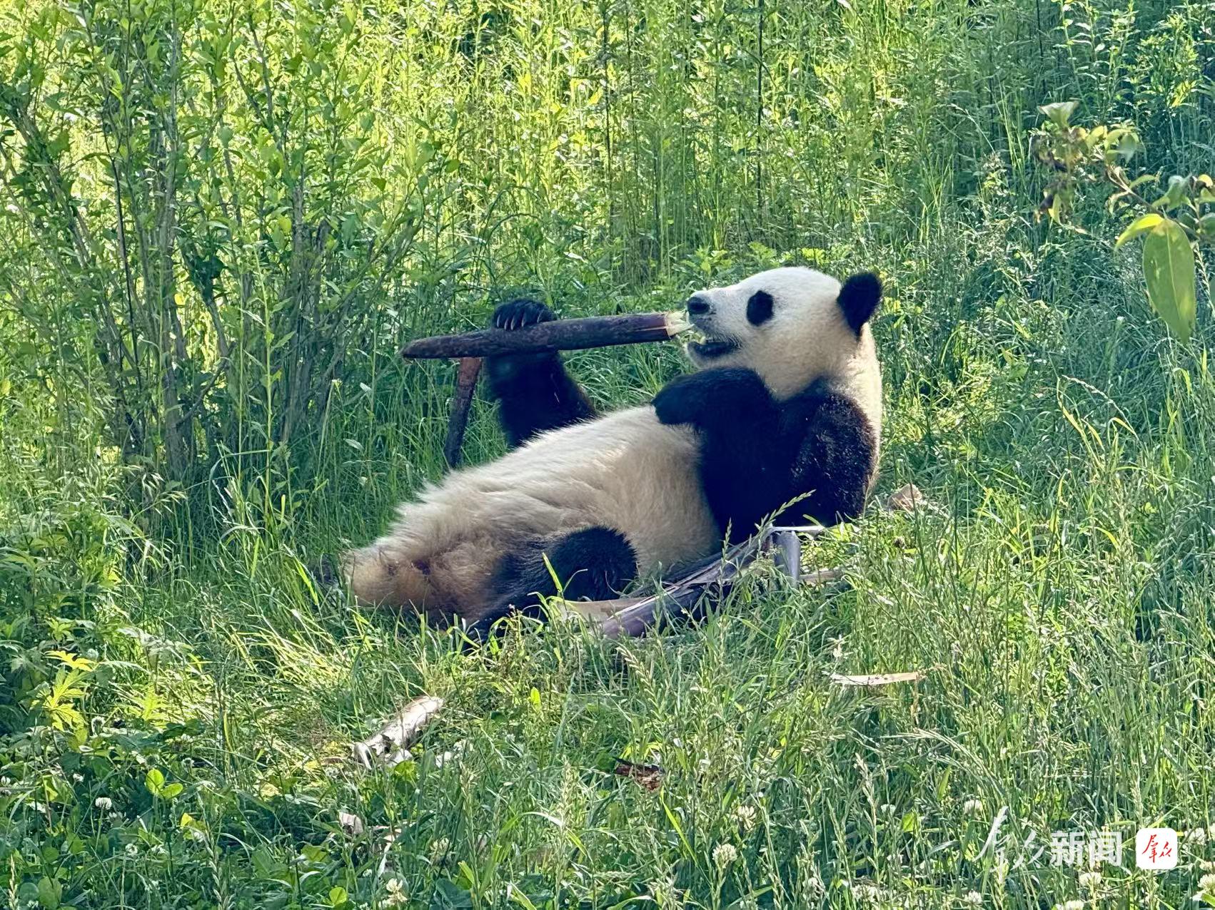 大熊猫在吃竹子。