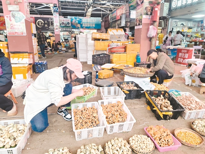 品种多了价格跌了 昆明野生菌进入尝鲜季