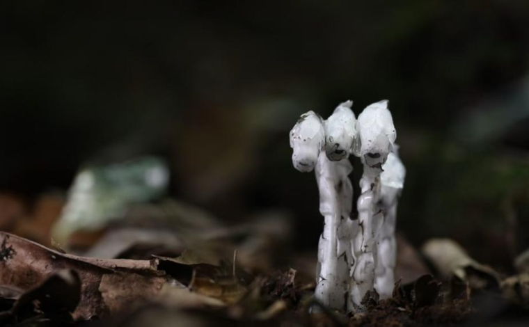 幽林遇仙株 “森林精灵”水晶兰现身云南耿马