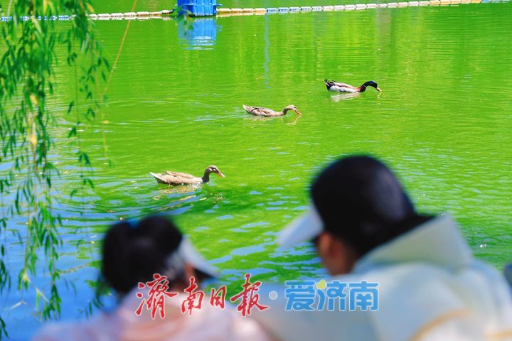 城市湖畔生机漾 邂逅人与自然和谐共生之美