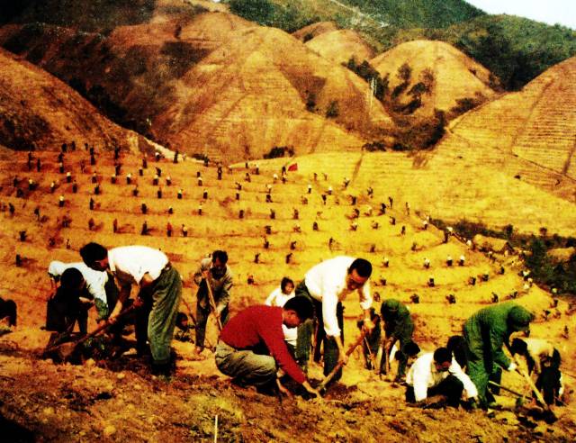1974—1975年,怀集组织2.5万名青年民兵和公社社员投入到岳山造林大会战中去。资料图片 1974—1975年,怀集组织2.5万名青年民兵和公社社员投入到岳山造林大会战中去。资料图片