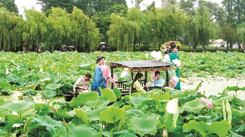 大观公园第二十二届荷花文化节启幕 210亩荷塘230多种荷花睡莲织就夏日赏花盛景