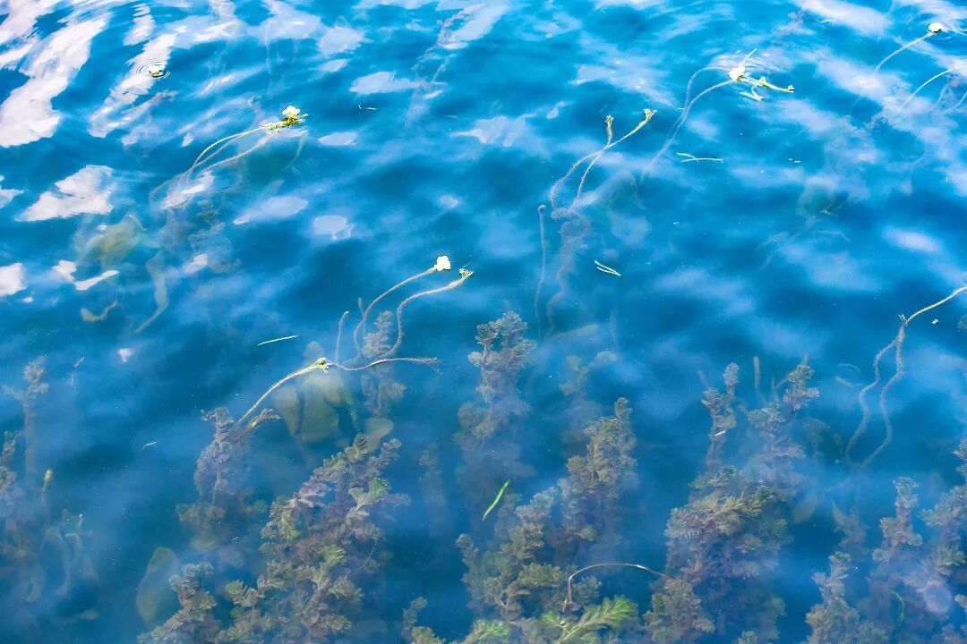 滇池外海北岸湖内生态修复试验示范区记者王俊星摄-1.jpg