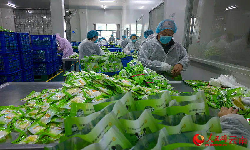 工人们在分拣加工好的竹笋产品。人民网记者 符皓摄