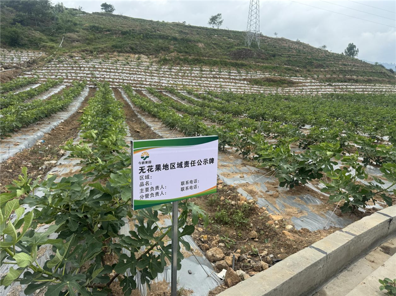 一颗果实、一个产业、一群国内外专家：东川的 "甜蜜事业" 藏不住了！