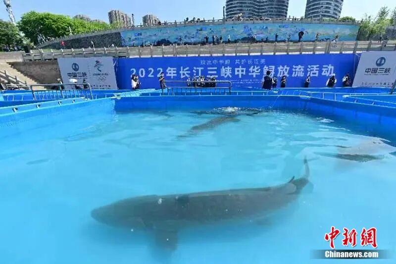 何以中国·当惊世界殊|人这一辈子,一定要去宜昌邂逅“长江精灵”