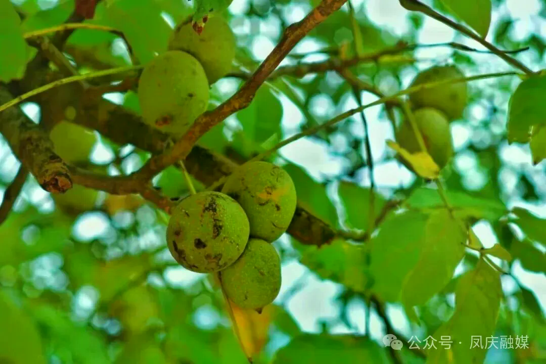 核桃青果(来源:凤庆融媒).jpg