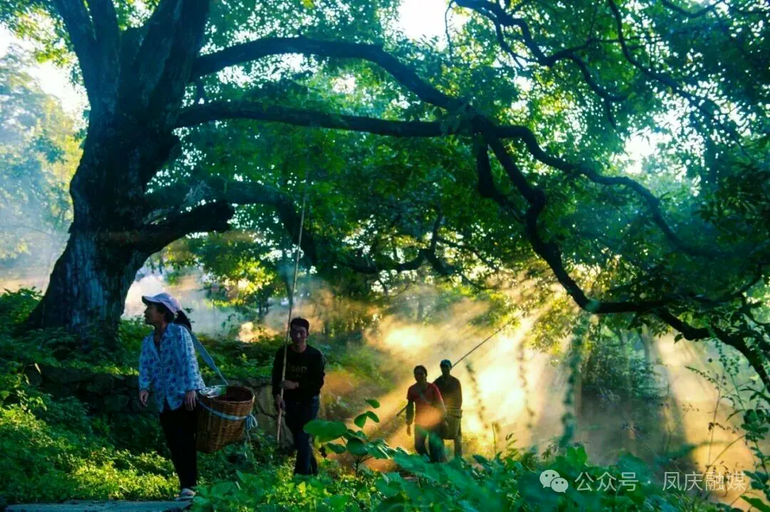 凤庆县雪山镇新民村,一株树龄1600年的古核桃树王硕果累累。(来源:凤庆融媒).jpg