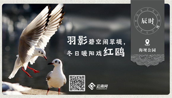 海报｜昆明十二时辰-【辰时】