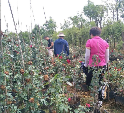 QQ截图20180531170645 QQ截图20180531170645