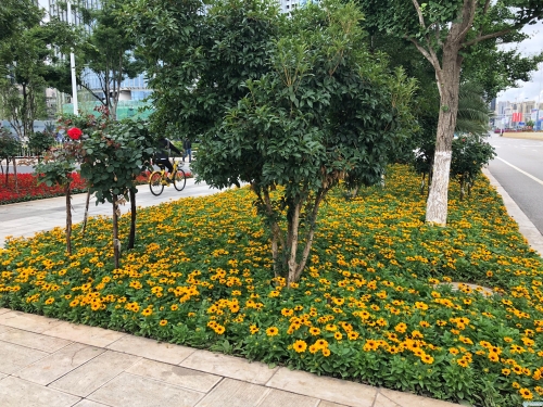 人行道花坛布置一新。