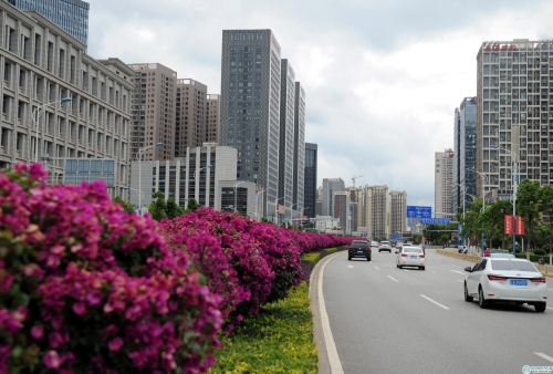 日新路叶子花形成玫红色“花带”。昆明日报 记者赵伟摄