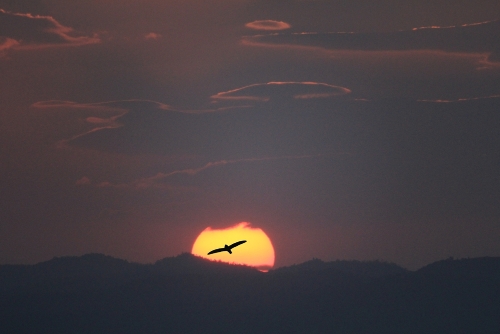 9.名称《英雄不迟暮》时间2018年3月17日地点晋宁晋城盘龙寺作者孟明 电话15887078879  简介夕阳西下，大鹏展翅，老扶驼砺，志在千里。