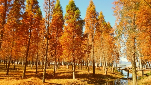 12.名称_《冬日寄语》时间_2018年1月28日地点_晋宁团山湿地公园 作者_孟明电话_15887078879简介_冬日的水杉格外的炫丽。
