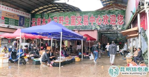 木水花野生菌交易中心