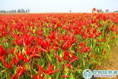 辣椒生态农业旅游观光园 辣椒生态农业旅游观光园