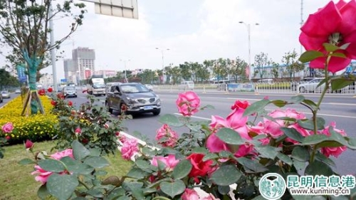 官渡：鲜花妆点大街小巷喜迎中秋国庆
