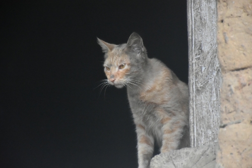 生灵_副本_副本