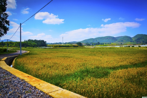 牛栏江有机水稻。(陈万鸿摄)_副本 牛栏江有机水稻。(陈万鸿摄)_副本