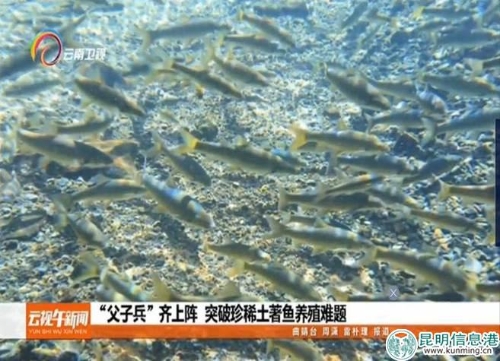 云南电视台-采访报道牛栏江野生鱼项目