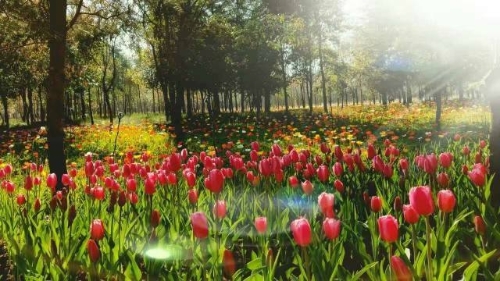 嵩明花卉示范园区1 嵩明花卉示范园区1