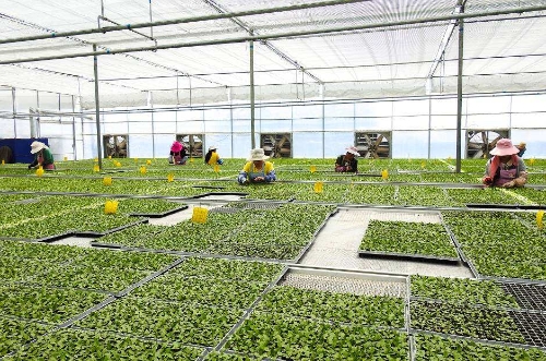 嵩明花卉示范园区2 嵩明花卉示范园区2