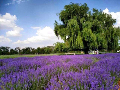 嘉丽泽2 嘉丽泽2