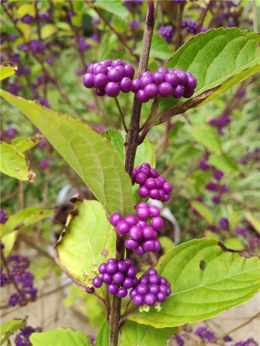 IMG_20191010_122438_1