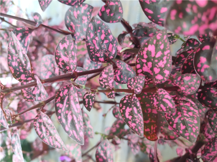 IMG_20191010_141105_1