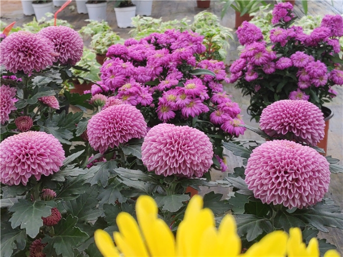 IMG_20191010_141337_BURST1