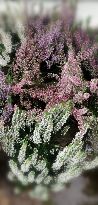 mmexport1571111864017