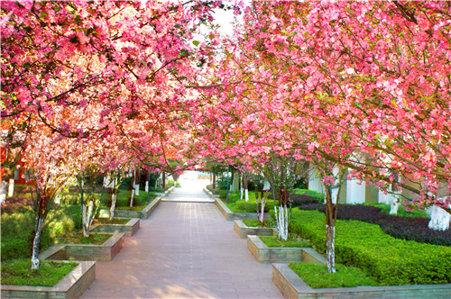 校园景色 校园景色