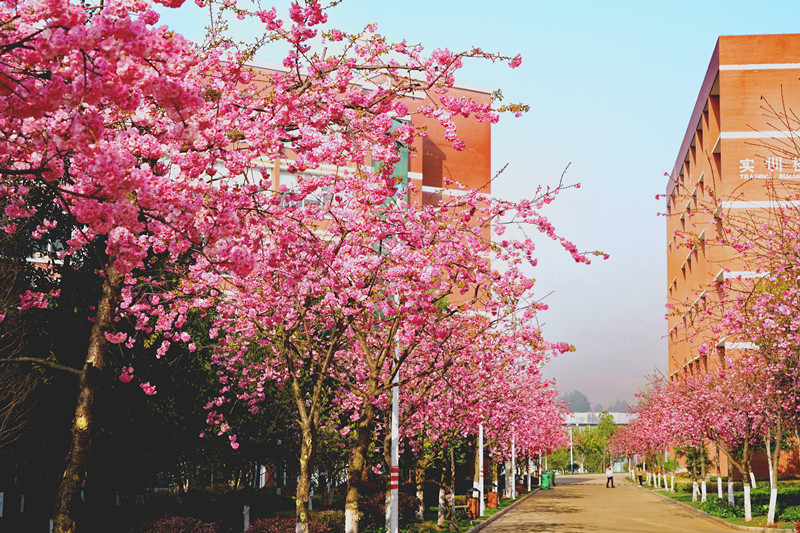 实训楼旁的樱花路_副本