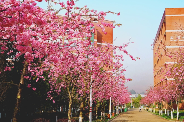 实训楼旁的樱花路_副本