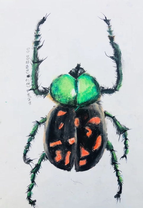 优秀 宜良16、吕易扬8岁男孩『昆虫写生』油画棒 优秀 宜良16、吕易扬8岁男孩『昆虫写生』油画棒