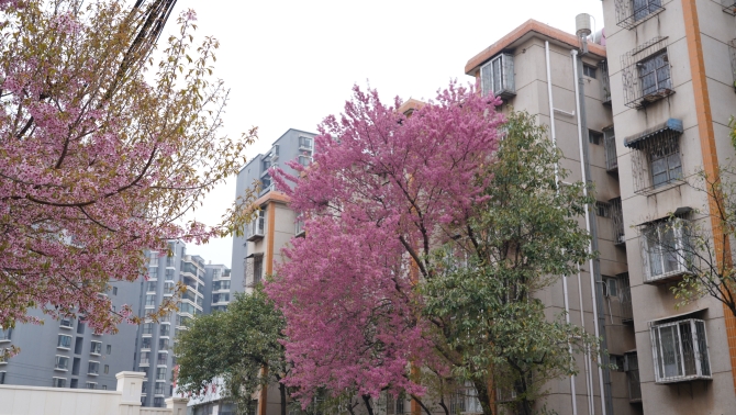 日新小区春意盎然