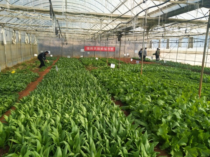 “产教融合  双主体育人  校企合作”瑞雨农班收获（一）