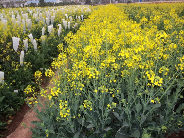 院校合作油菜育种