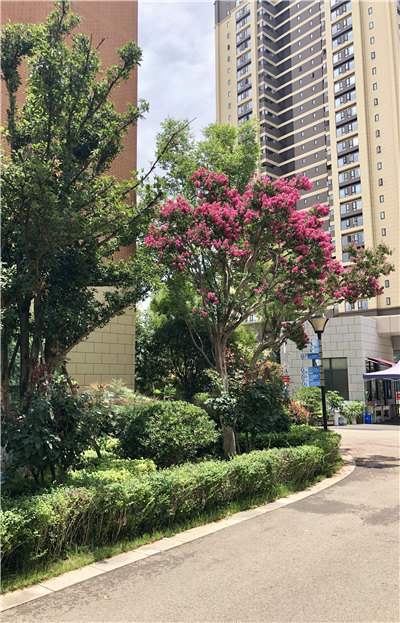 官六紫薇开 官六紫薇开