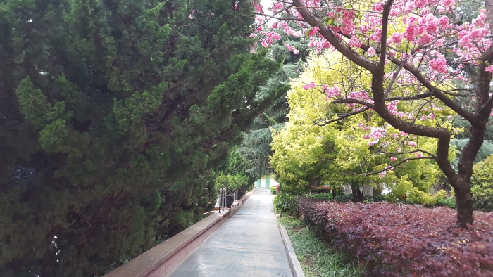 校园一角 校园一角