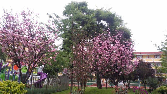 校园景色 校园景色