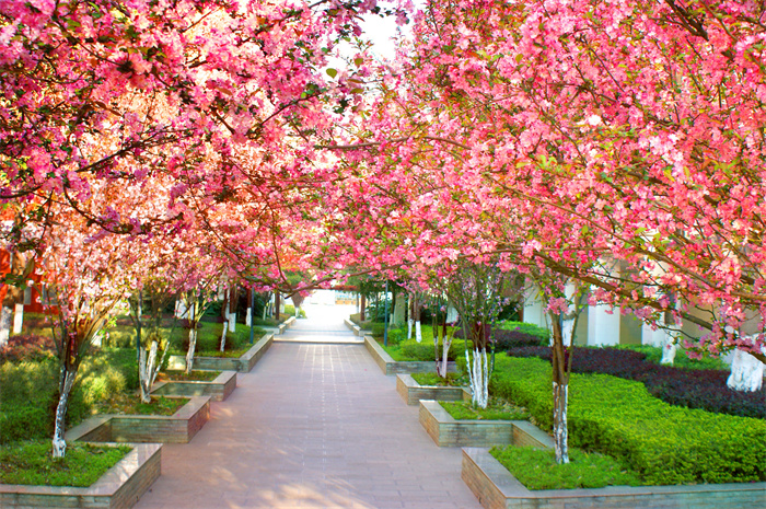 校园景色 (9) 校园景色 (9)