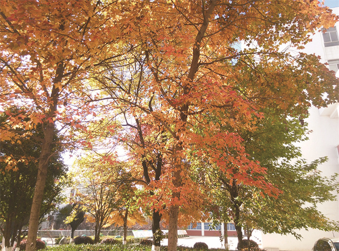 校园美景 (9) 校园美景 (9)