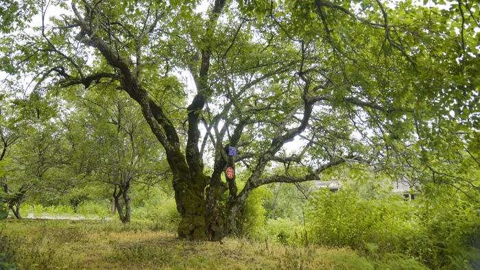 20619dde5cc9271f1ba1de7e64c81ea