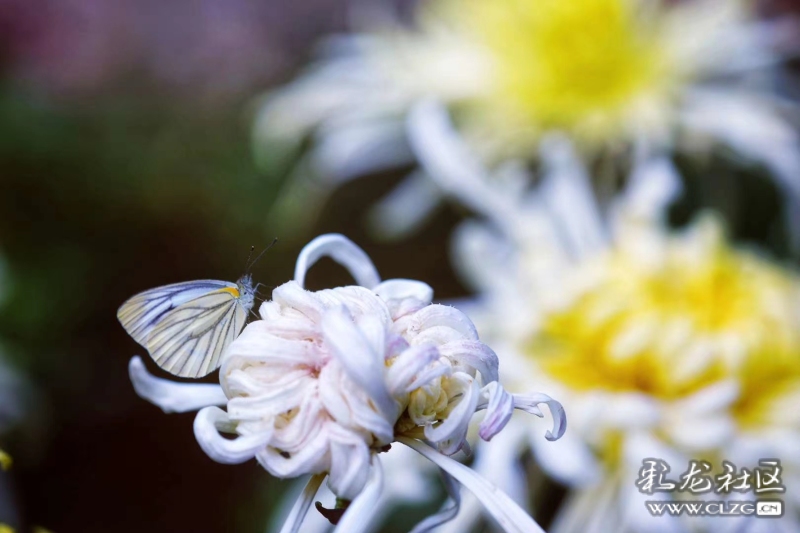 16656670206834732547907152815_5307