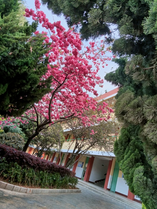 绿树、鲜花掩映中的教学楼 绿树、鲜花掩映中的教学楼