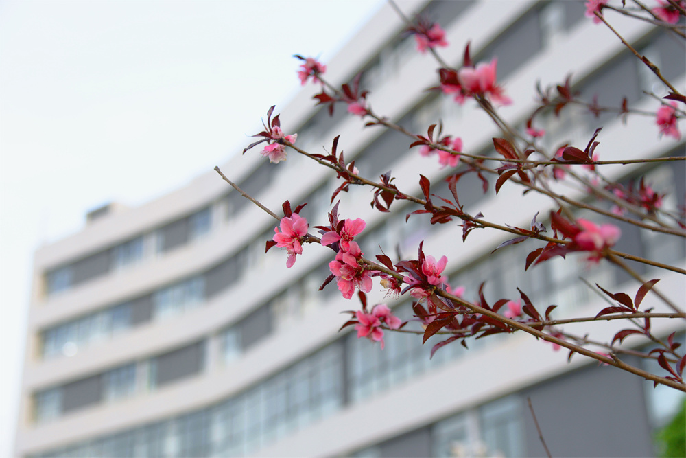 校园花开 校园花开