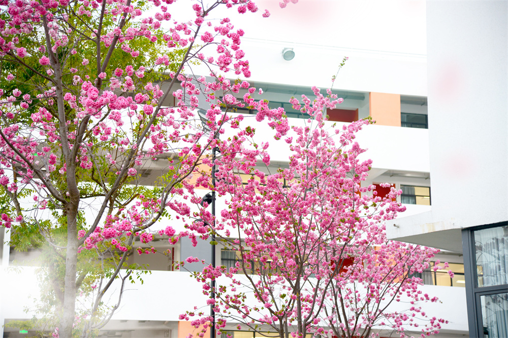 校园花开2 校园花开2