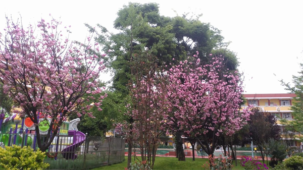 校园景色 校园景色