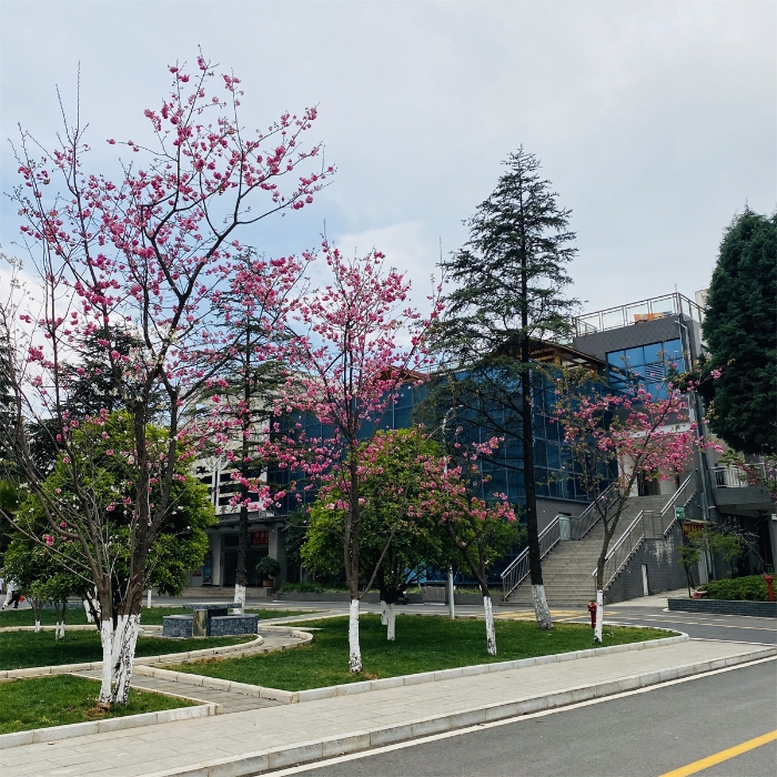 校园风光6 校园风光6